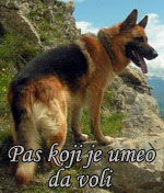 Pas koji je umeo da voli