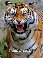 Tigrova ljubav