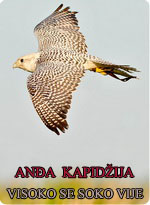 Anđa Kapidžija - Analiza pesme